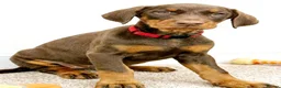 Dobermann dogs for sale: RKC Dobermann Puppies  - Advert 1