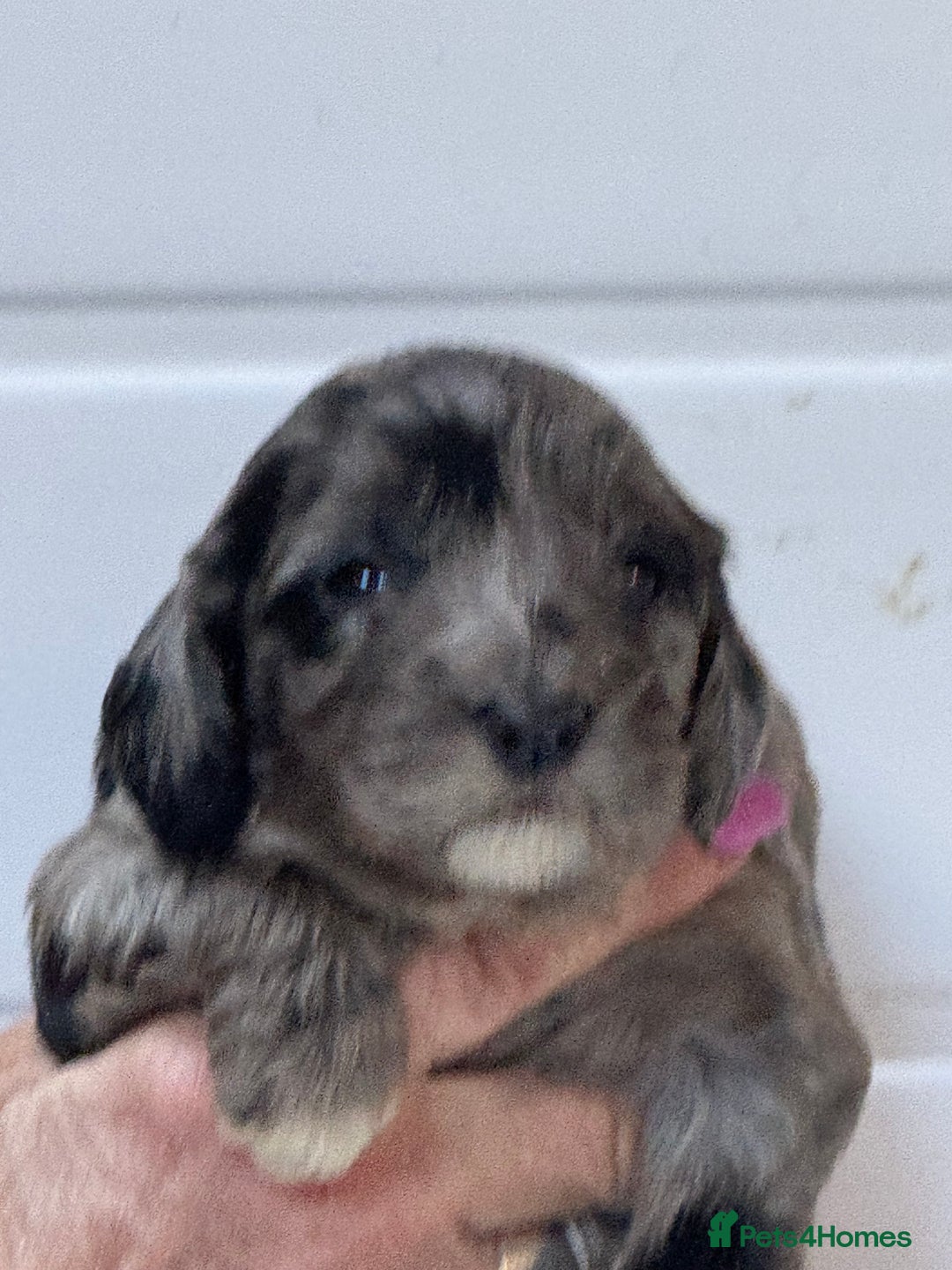 Cockapoo dogs for sale: Stunning F1B Cockapoos  - Advert 12