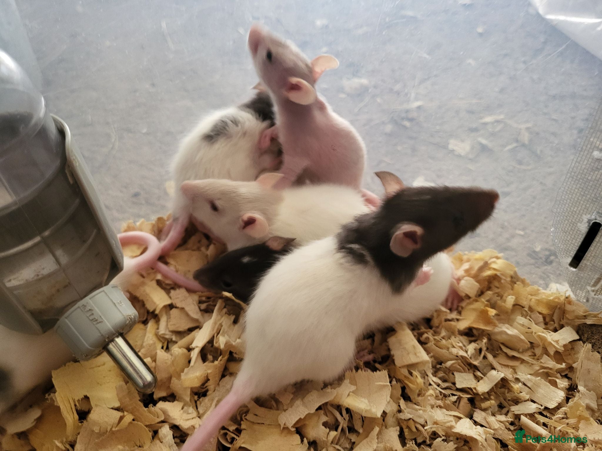 Rat rodents Friendly blue litter - Advert 1