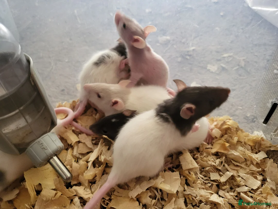 Rat rodents for sale: Friendly blue litter - Advert 1