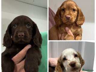 Cocker Spaniel dogs - Advert 33