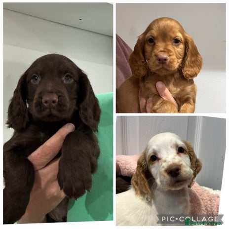 Cocker Spaniel dogs - Advert 6