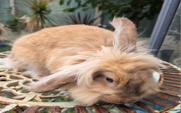 Mixed Breed rabbits for sale: Female bunnie  - Image 3