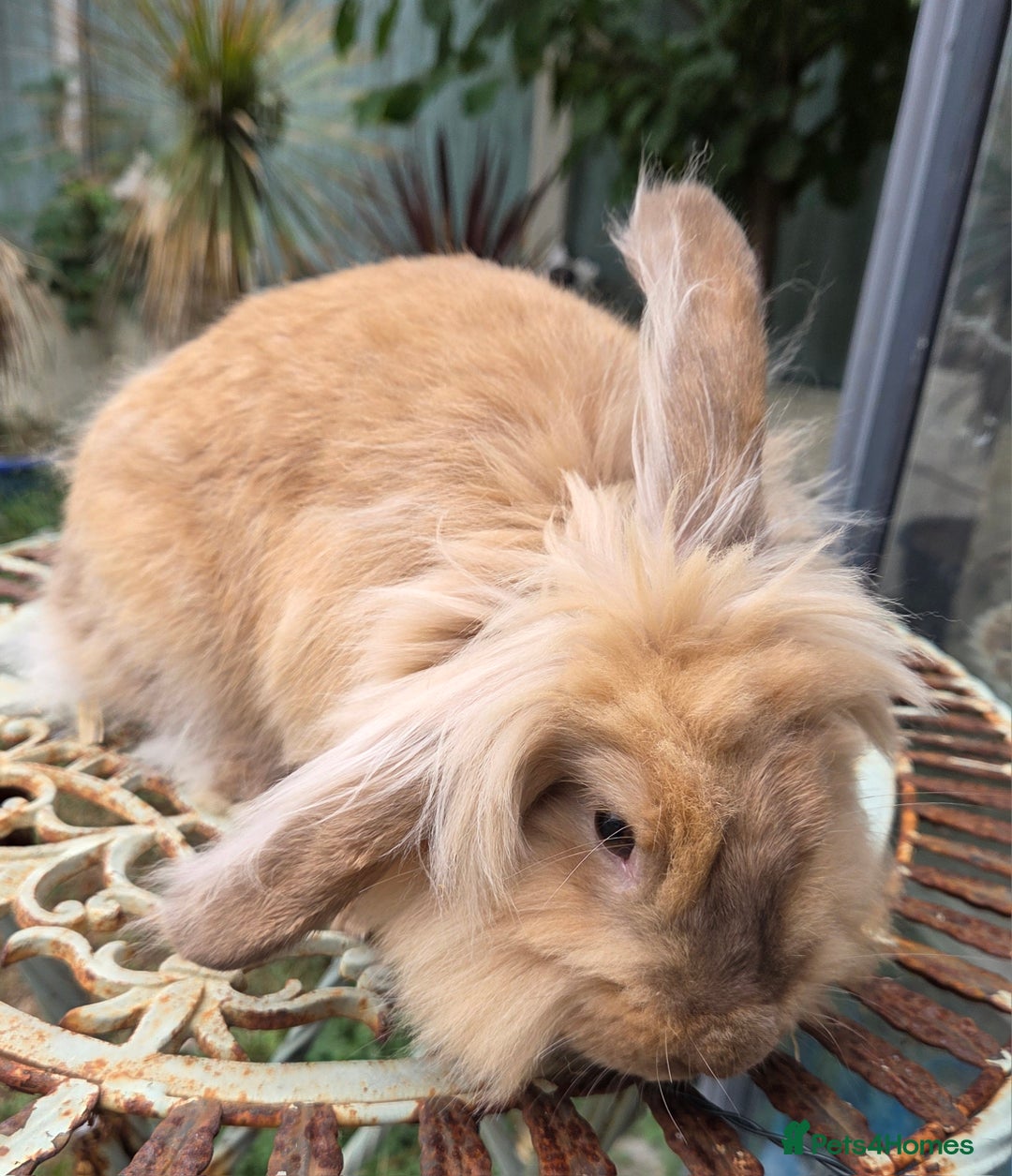 Mixed Breed rabbits for sale: Female bunnie  - Image 3