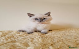 British Shorthair cats for sale: British Shorthair kittens  - Image 18