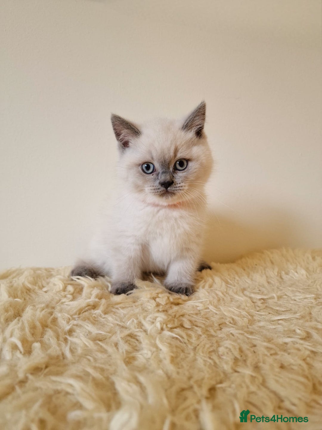 British Shorthair cats for sale: British Shorthair kittens  - Image 18