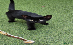 Maine Coon cats for sale: Females kittens ready for their forever home  - Image 2