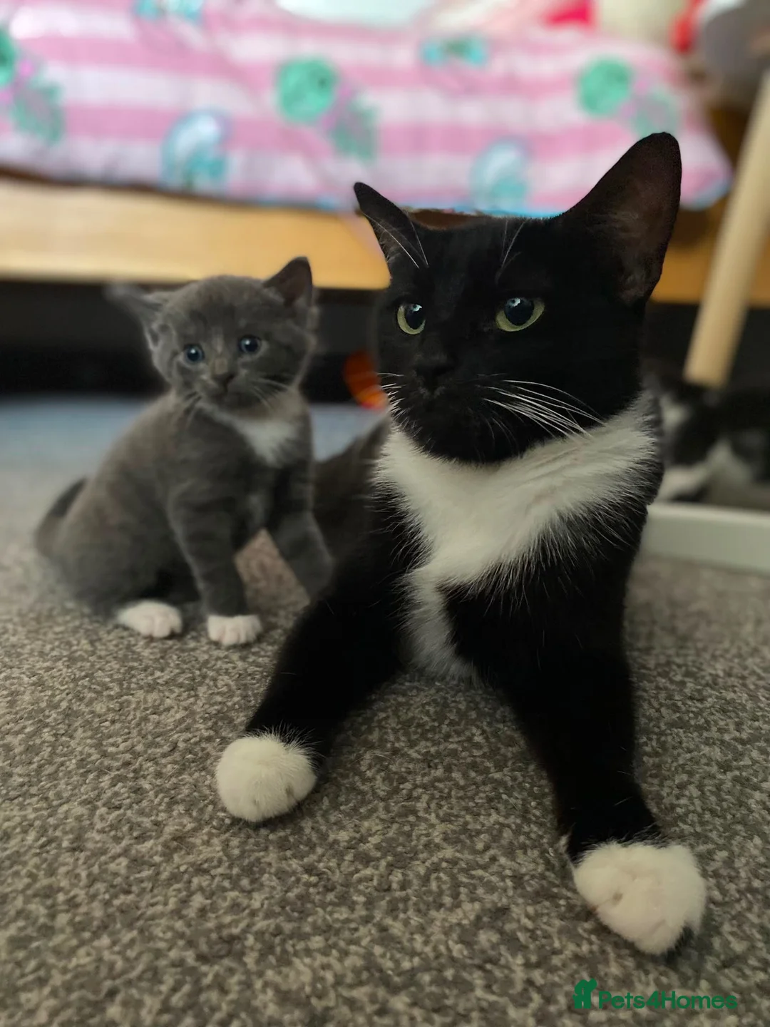 Mixed Breed cats for sale: Mixed breed kittens  - Advert 1
