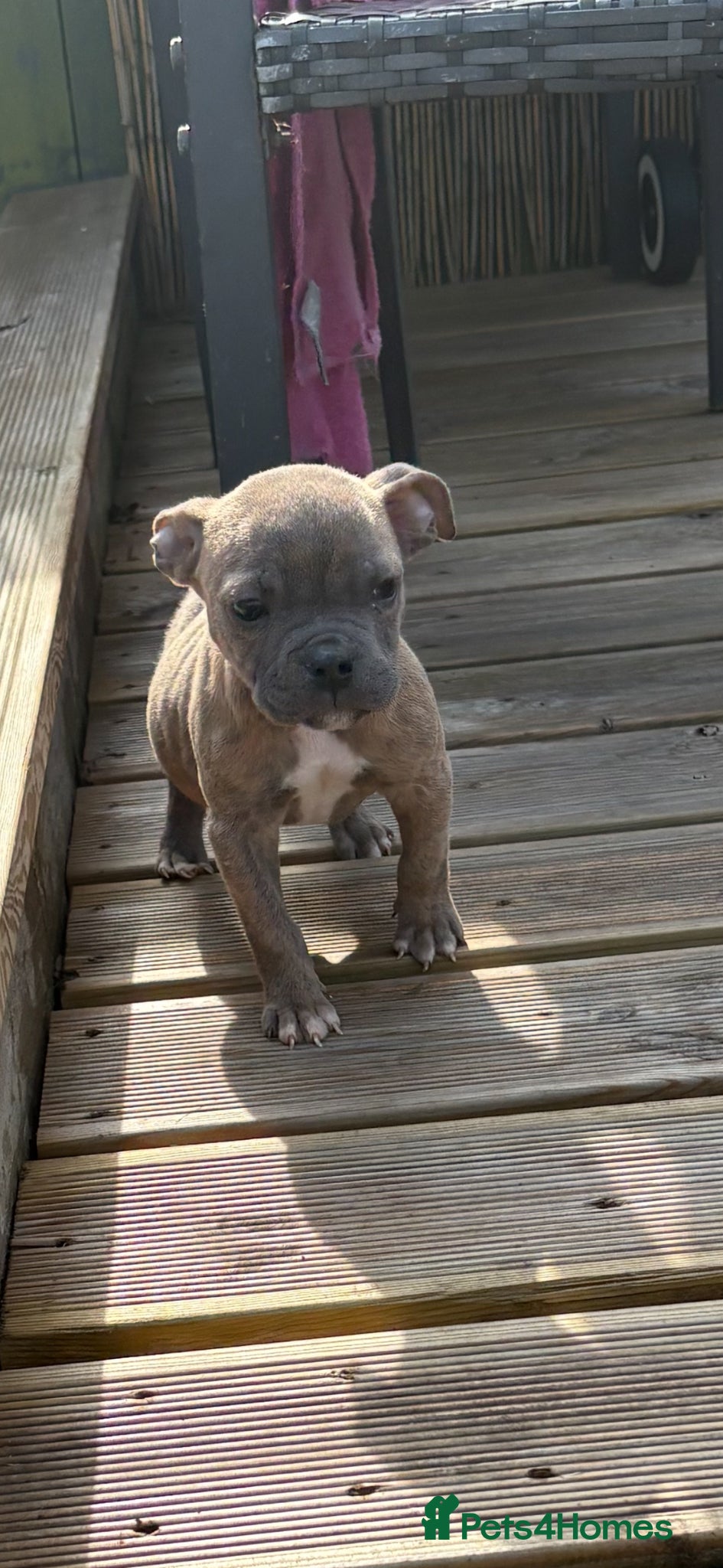 Mixed Breed dogs Olde English Bulldog cross Staffordshire puppys - Advert 14