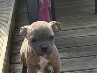 Mixed Breed dogs Olde English Bulldog cross Staffordshire puppys - Advert 14