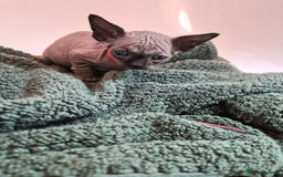Sphynx cats for sale: Sphynx kittens  - Image 8