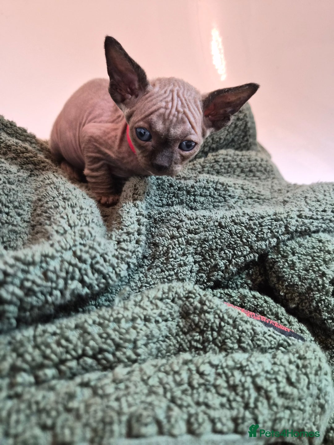 Sphynx cats for sale: Sphynx kittens  - Image 8