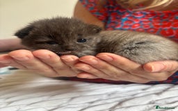 Mixed Breed cats for sale: Ragdoll X kitten for sale  - Image 14