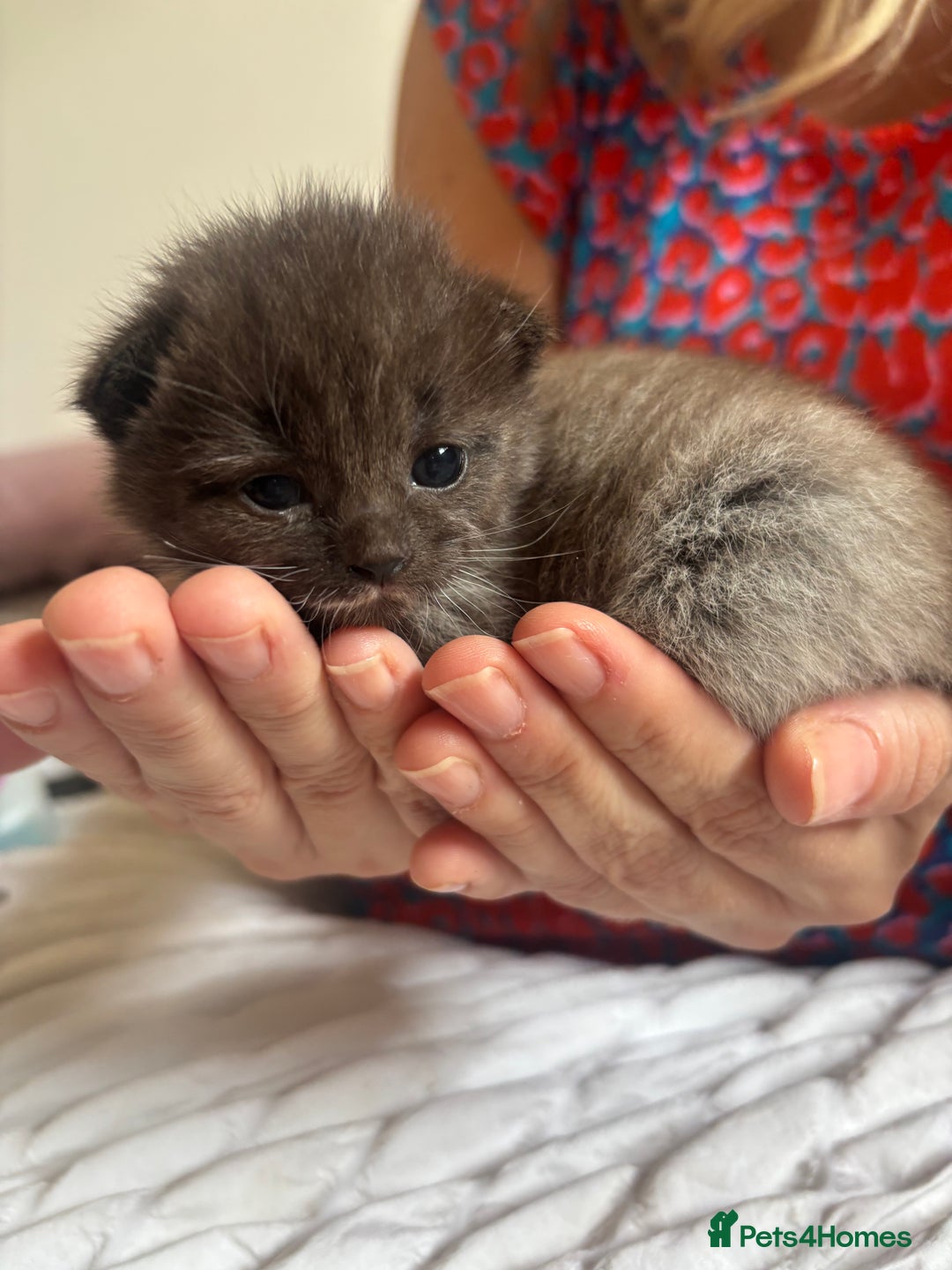 Mixed Breed cats for sale: Ragdoll X kitten for sale  - Image 14