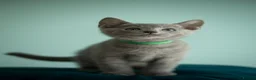 Russian Blue cats for sale: TICA Reg Boutique Russian Blue Kittens  - Advert 6