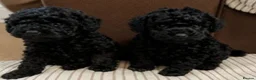 Toy Poodle dogs for sale: 🩷1 left🩷 - Advert 10