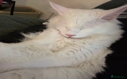 Maine Coon cats for sale: Two pure breed pedigree 1 year old Maine Coons  - Image 8