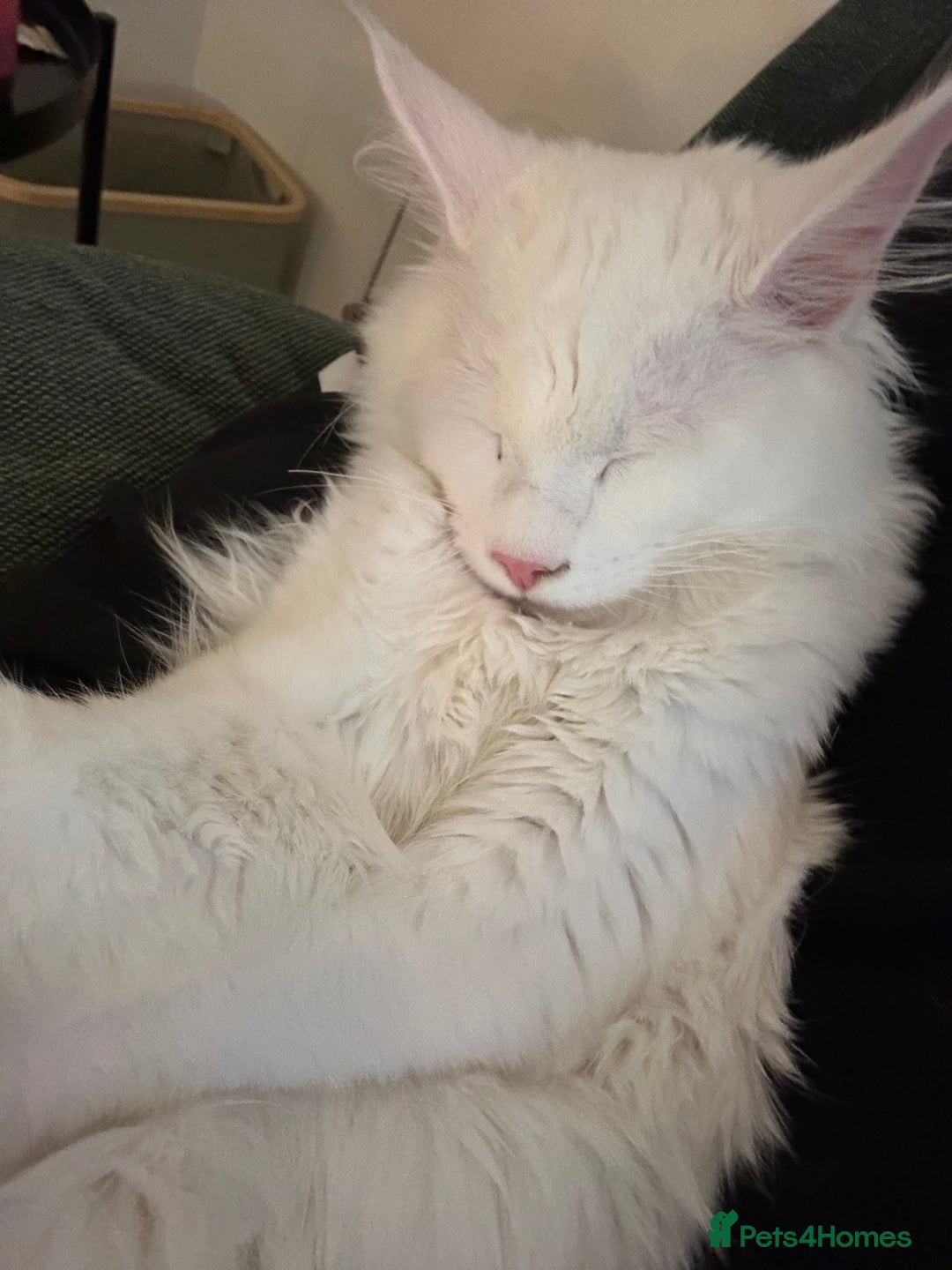 Maine Coon cats for sale: Two pure breed pedigree 1 year old Maine Coons  - Image 8