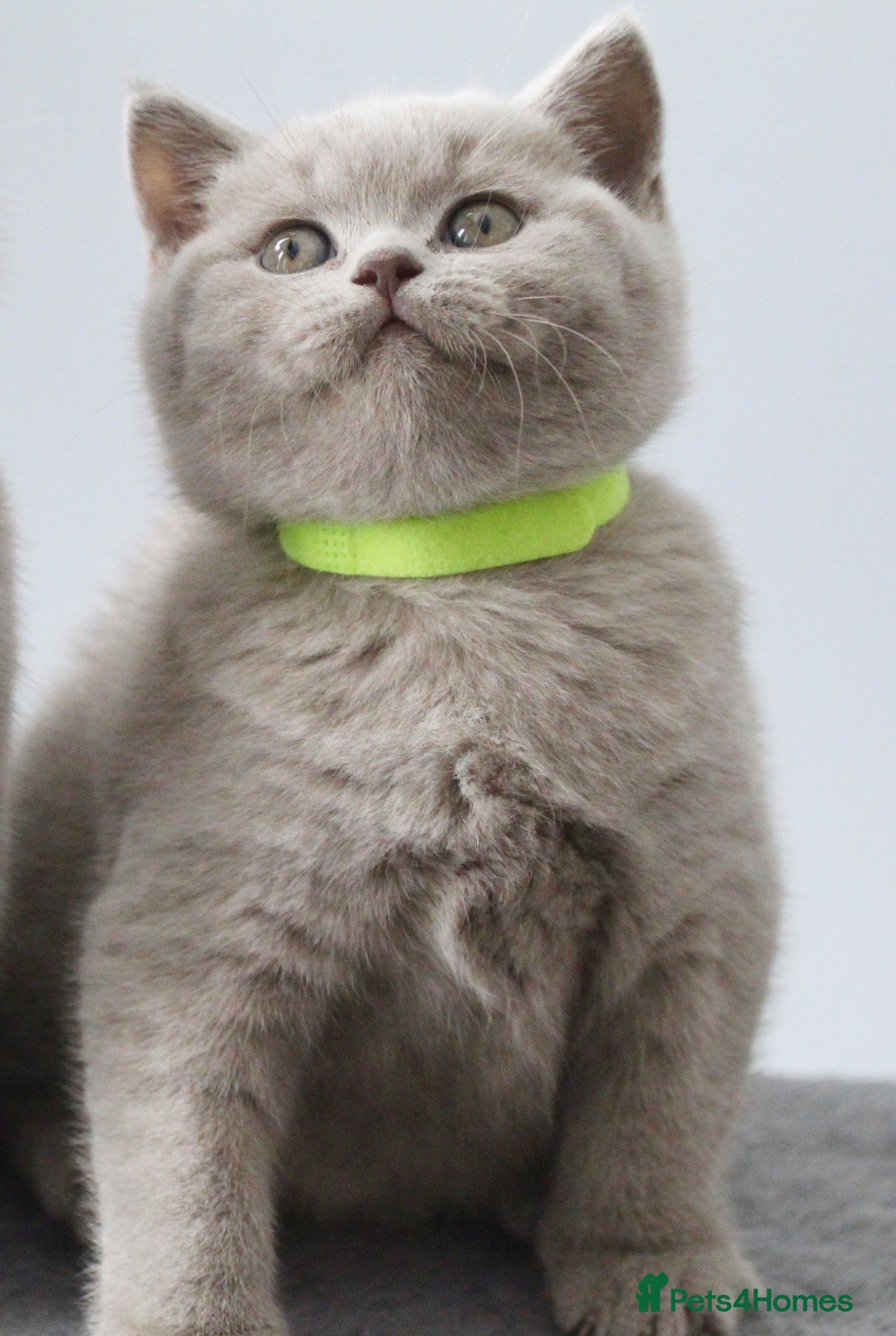 British Shorthair cats GCCF British Shorthair Kittens  - Advert 8