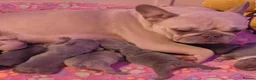 French Bulldog dogs for sale: French bulldog  - Advert 2