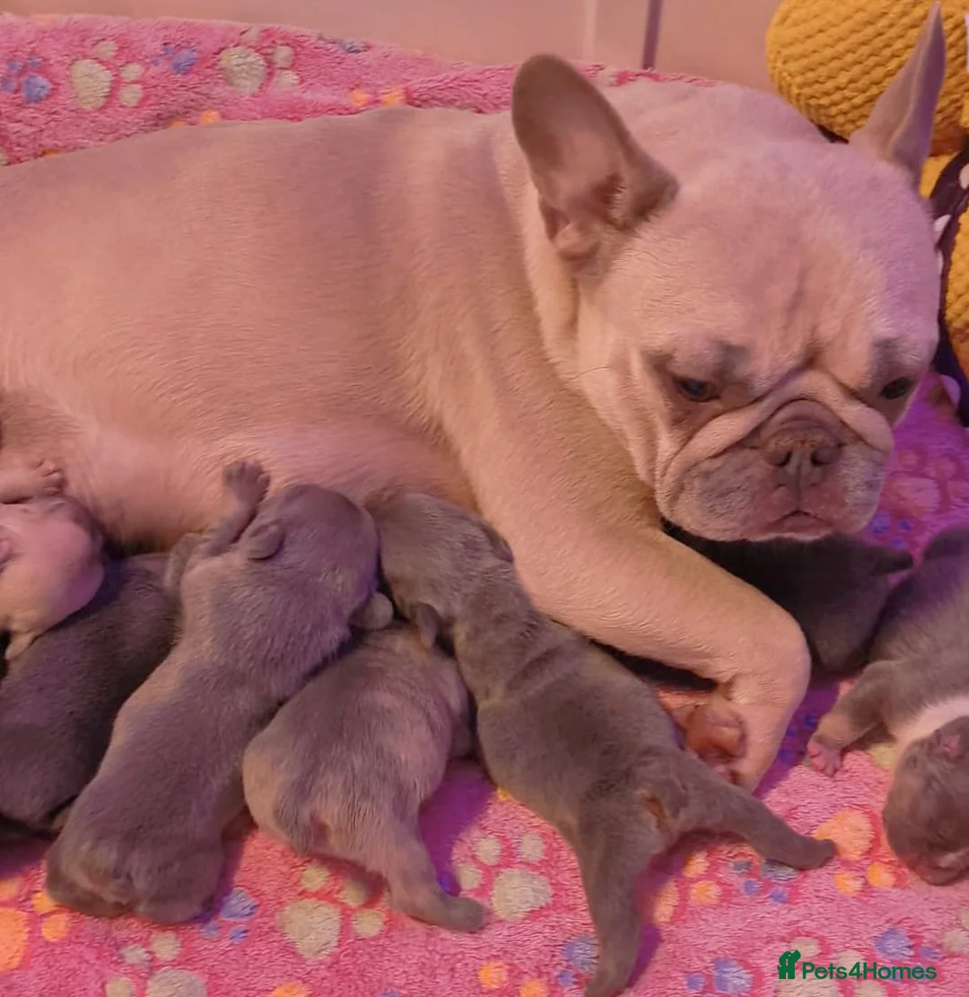 French Bulldog dogs for sale: French bulldog  - Advert 2