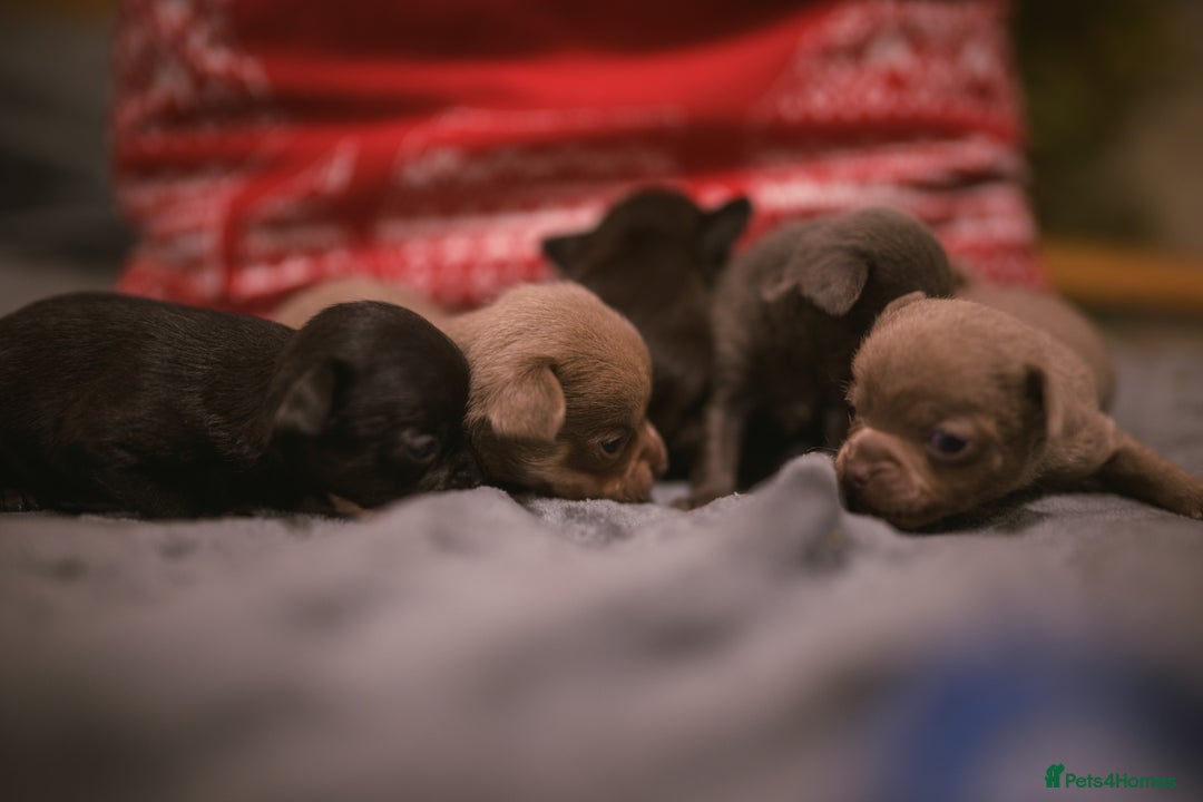 Chihuahua dogs for sale: KC Reg short-hair Chihuahua apple-headed puppies - Advert 18