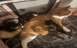 Maine Coon cats for sale: Amazing Maine coin babies  - Image 7