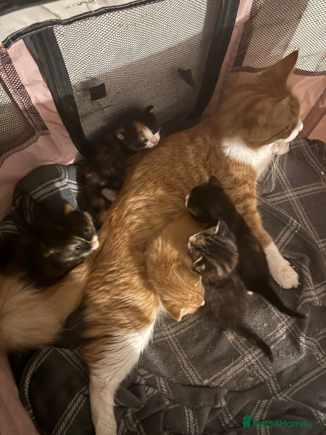 Maine Coon cats for sale: Amazing Maine coin babies  - Image 7