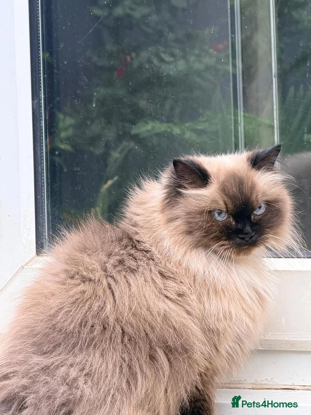 Mixed Breed cats for sale: Sweet Ragdoll x Persian Chinchilla mix cat - Advert 5