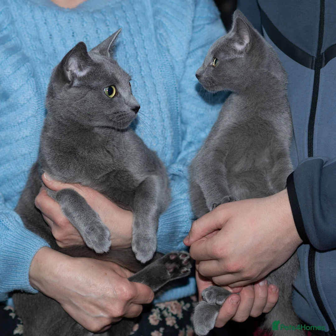 Russian Blue cats for sale: Adorable Russian Blue Kitten. TICA. - Advert 2