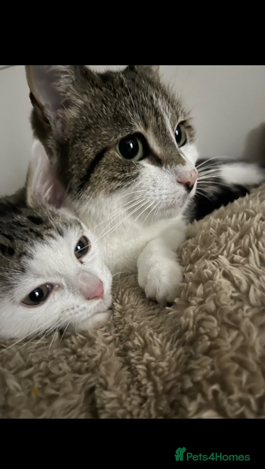 Mixed Breed cats for sale: Beautiful domestic shorthair, tabby-and-white in Burton-on-Trent - Advert 6