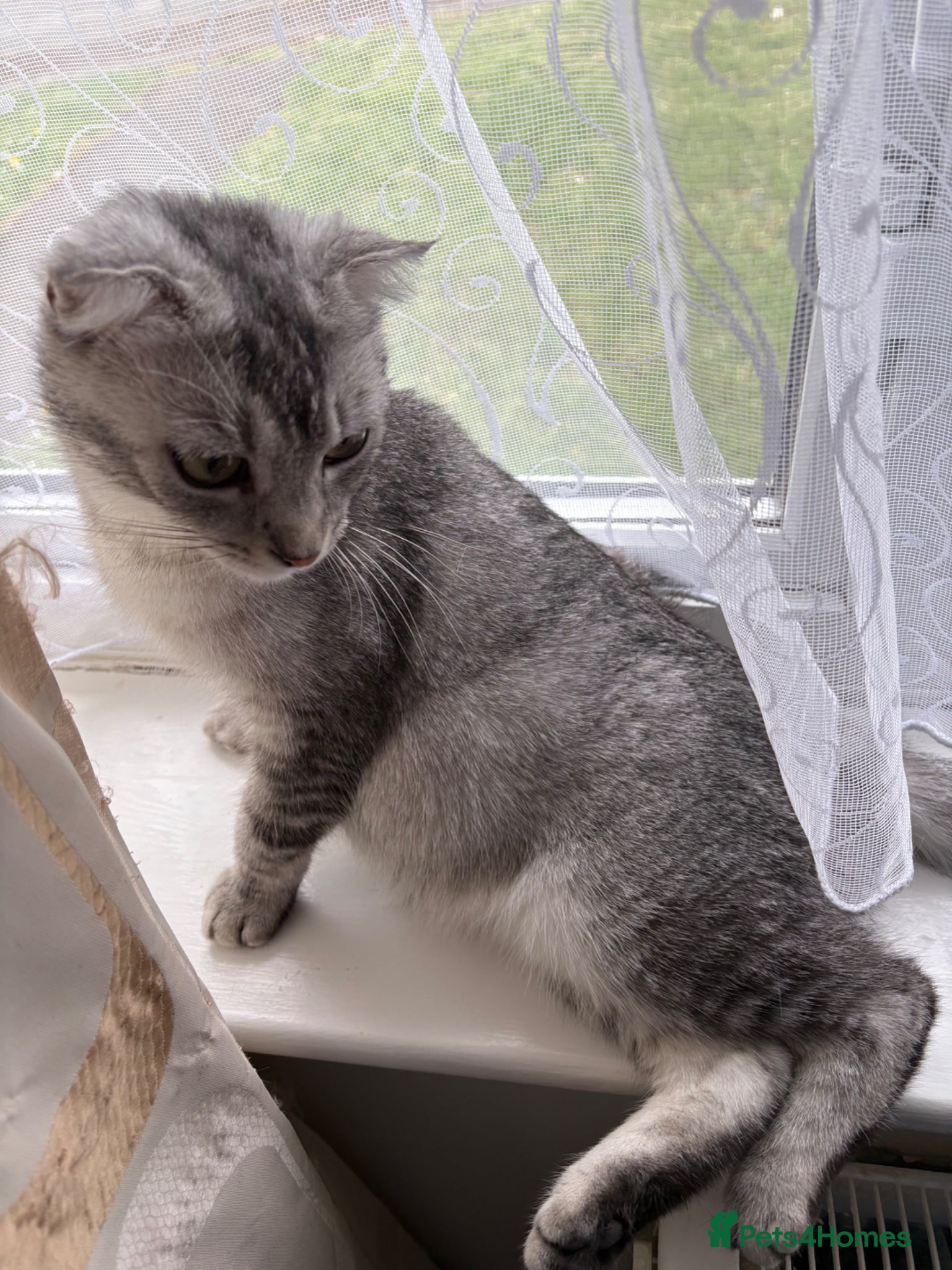 Scottish Fold cats for sale: Scottish fold kittens  in Northampton - Advert 8