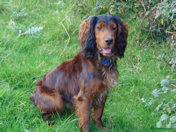 Cocker Spaniel dogs for stud in Dorchester - Advert 3