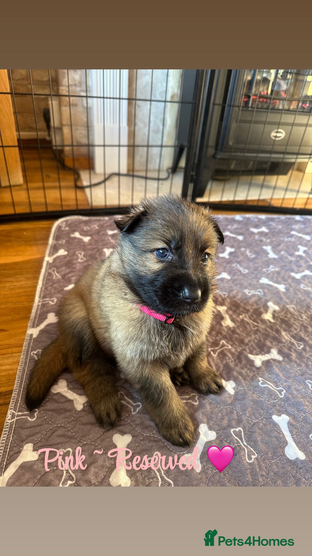 German Shepherd dogs for sale: Pedigree German Shepherd Puppies - Advert 2