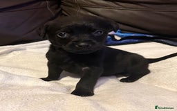 Mixed Breed dogs for sale: Labrotties - Image 9