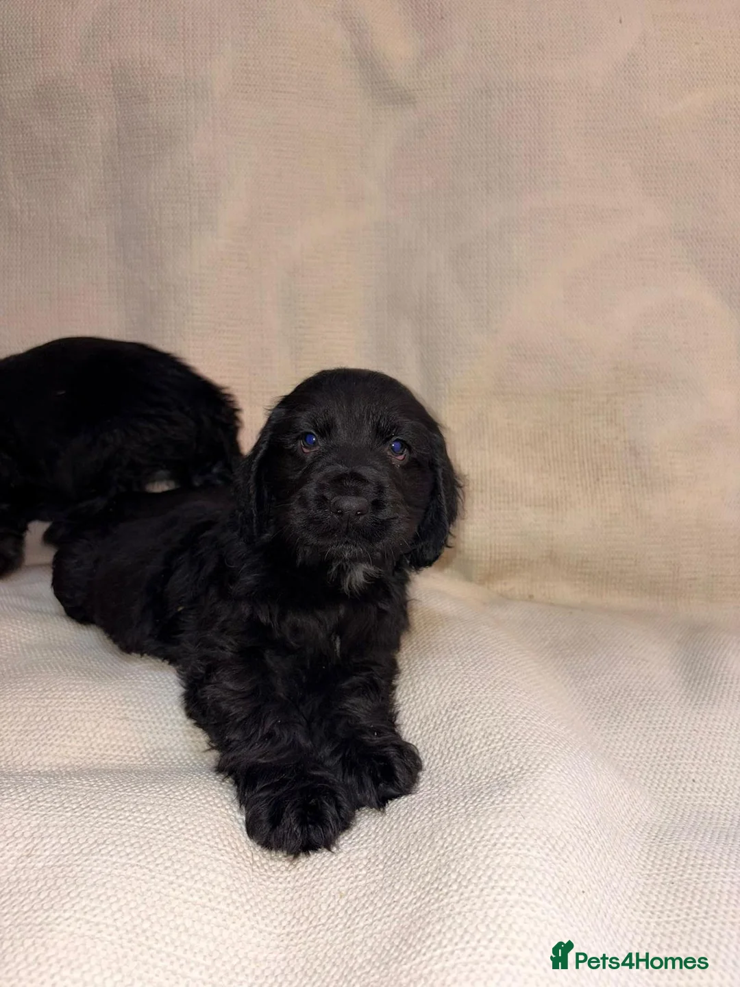 Cocker Spaniel dogs for sale: Cocker Spaniel Puppies - Advert 9