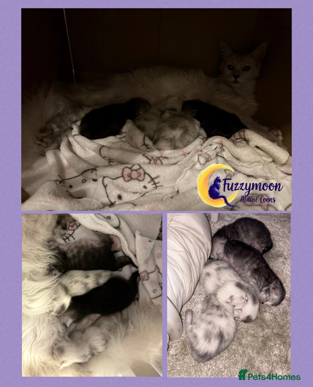 Maine Coon cats for sale: Gorgeous Shaded Pedigree Maine Coon Kittens - Advert 6