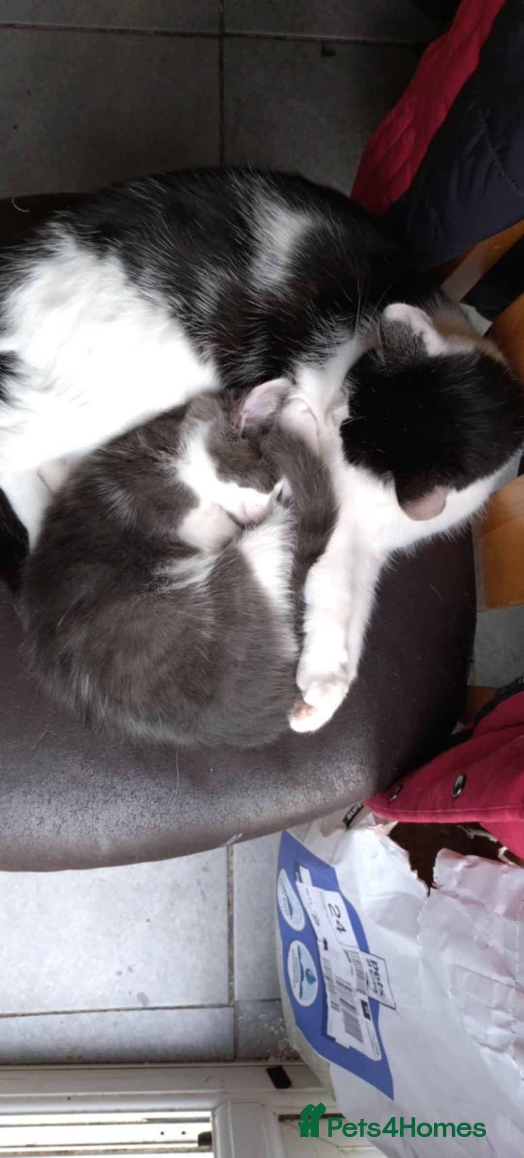 British Shorthair cats for sale: British short haired kittens - Image 3
