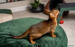 Abyssinian cats for sale: Premium Abyssinian kittens-TICA- Champion Pedigree - Image 5