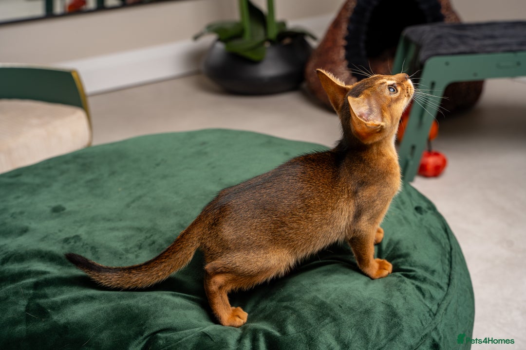 Abyssinian cats for sale: Premium Abyssinian kittens-TICA- Champion Pedigree - Image 5