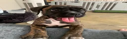 Boxer dogs for sale: Pedigree female bobtail - Advert 7