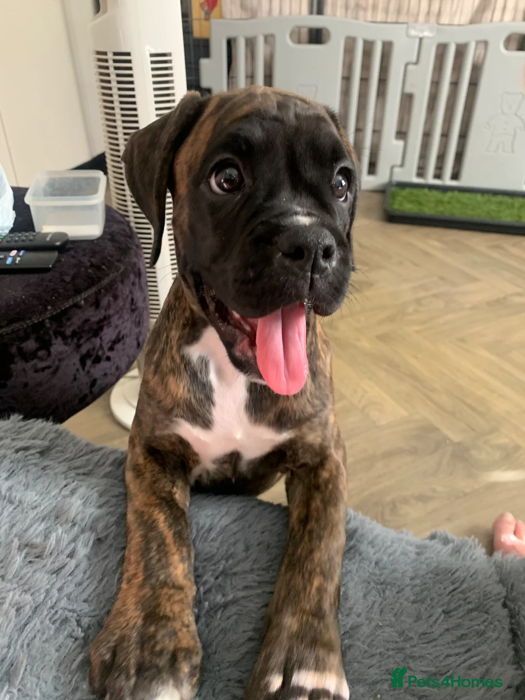 Boxer dogs for sale: Pedigree female bobtail - Advert 7