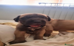 Great Dane dogs for sale: Fawn black mask - Image 14