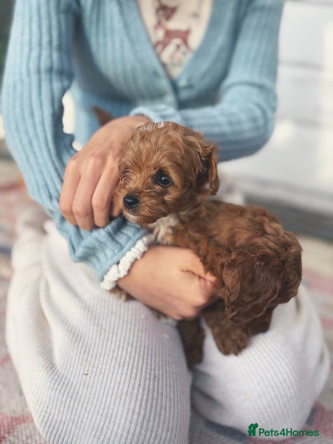 Cockapoo dogs for sale: Very unique Asian Toy Cockerpoos - Image 5