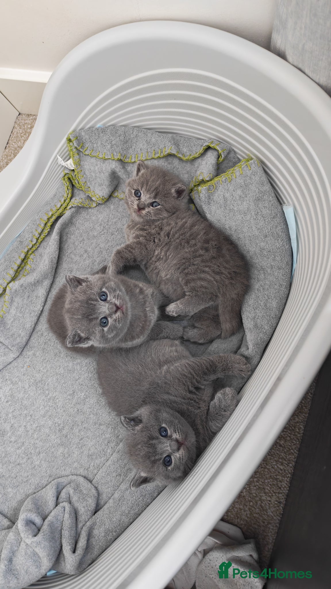 British Shorthair cats ✨British Shorthair Kittens Ready for Loving Home!✨ - Advert 1
