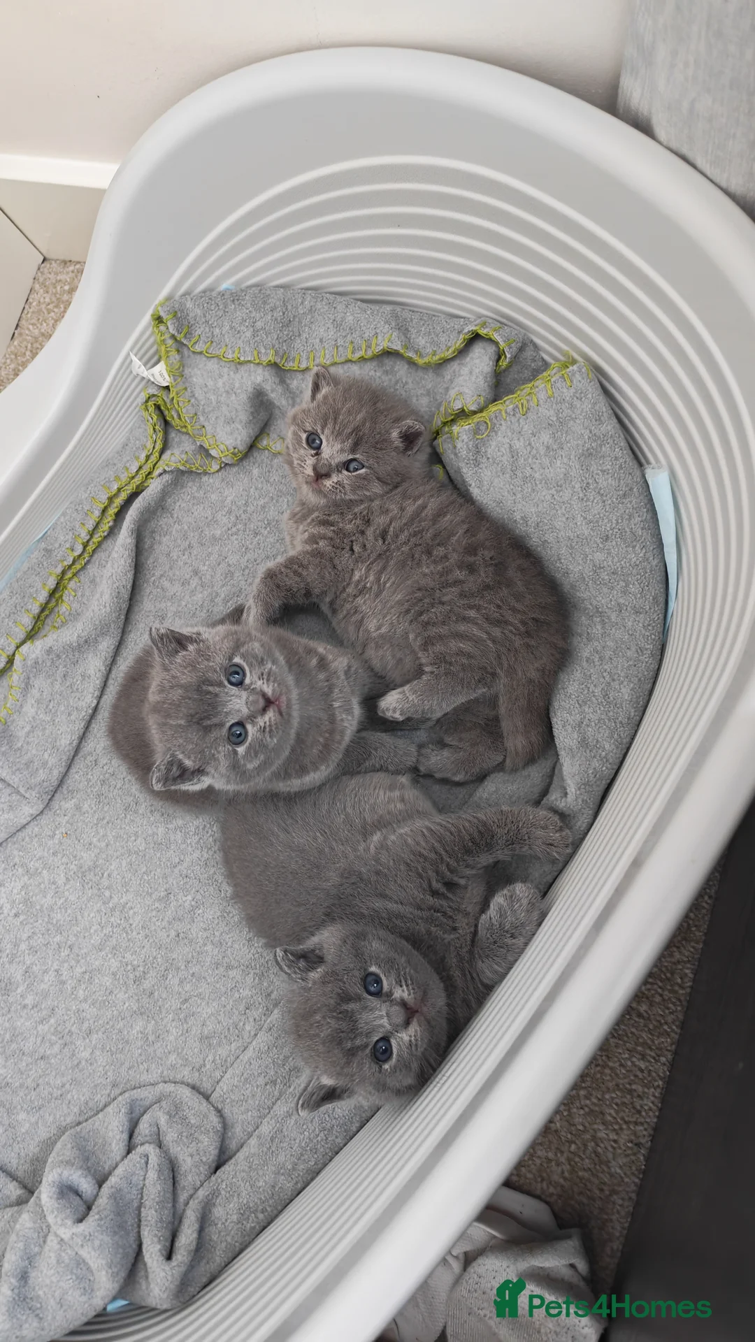 British Shorthair cats for sale: ✨British Shorthair Kittens Ready for Loving Home!✨ - Advert 1