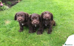Cocker Spaniel dogs for sale: Chocolate cocker spaniel puppies - Image 1