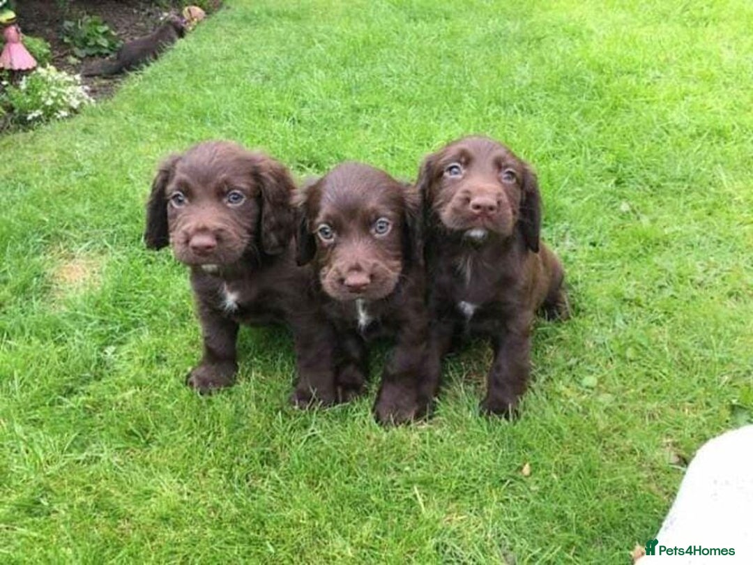 Cocker Spaniel dogs for sale: Chocolate cocker spaniel puppies - Image 1