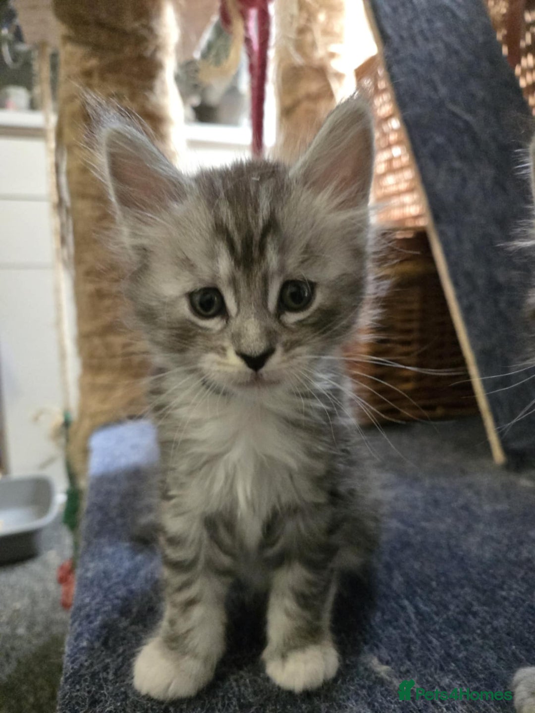 Maine Coon cats for sale: 1 Maine Coon kitten boy. - Image 26