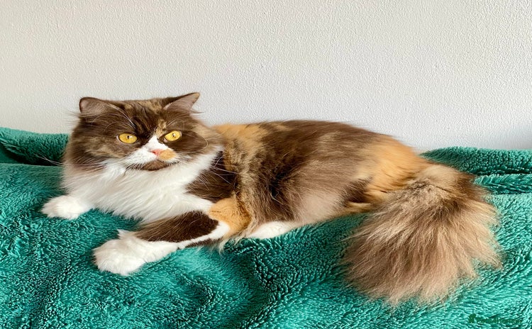 British Longhair cats - Advert 15